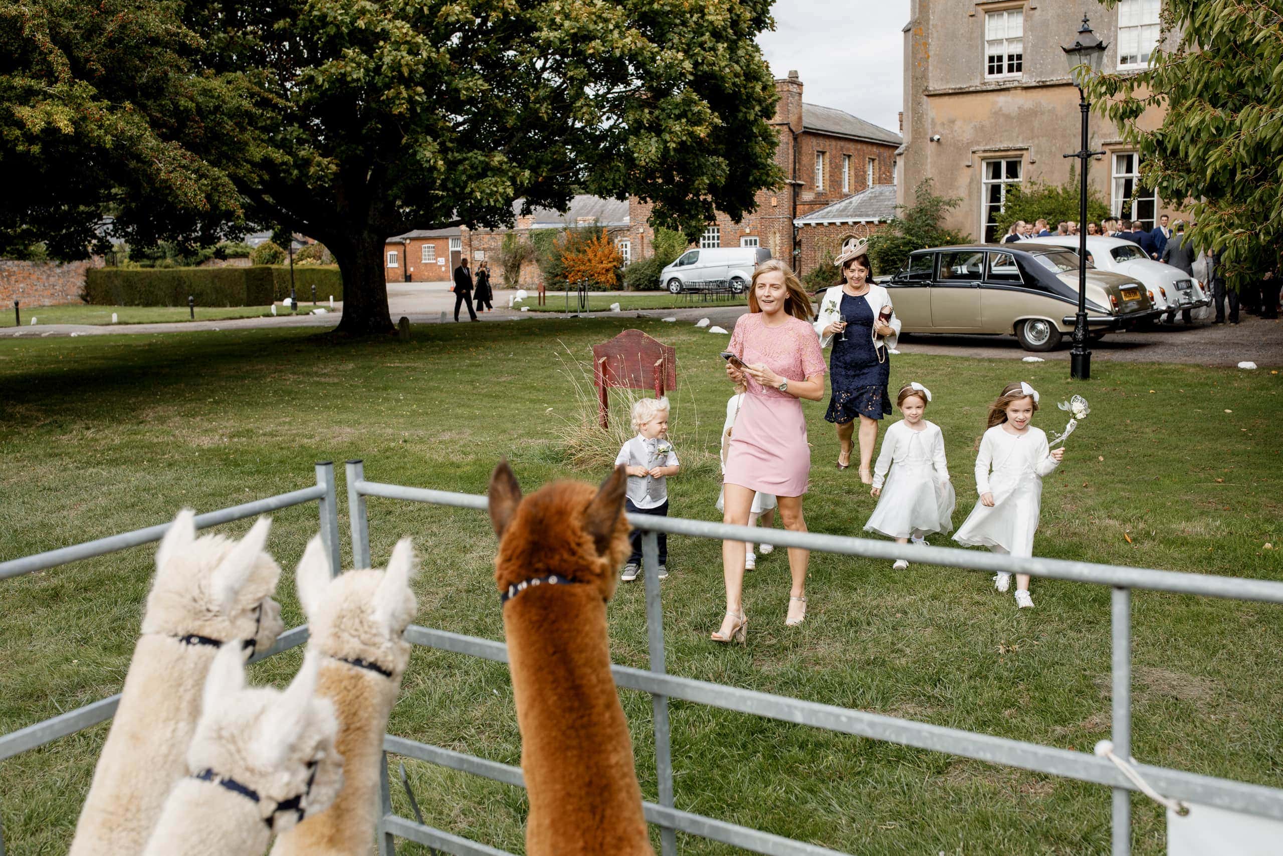 alpaca wedding reception