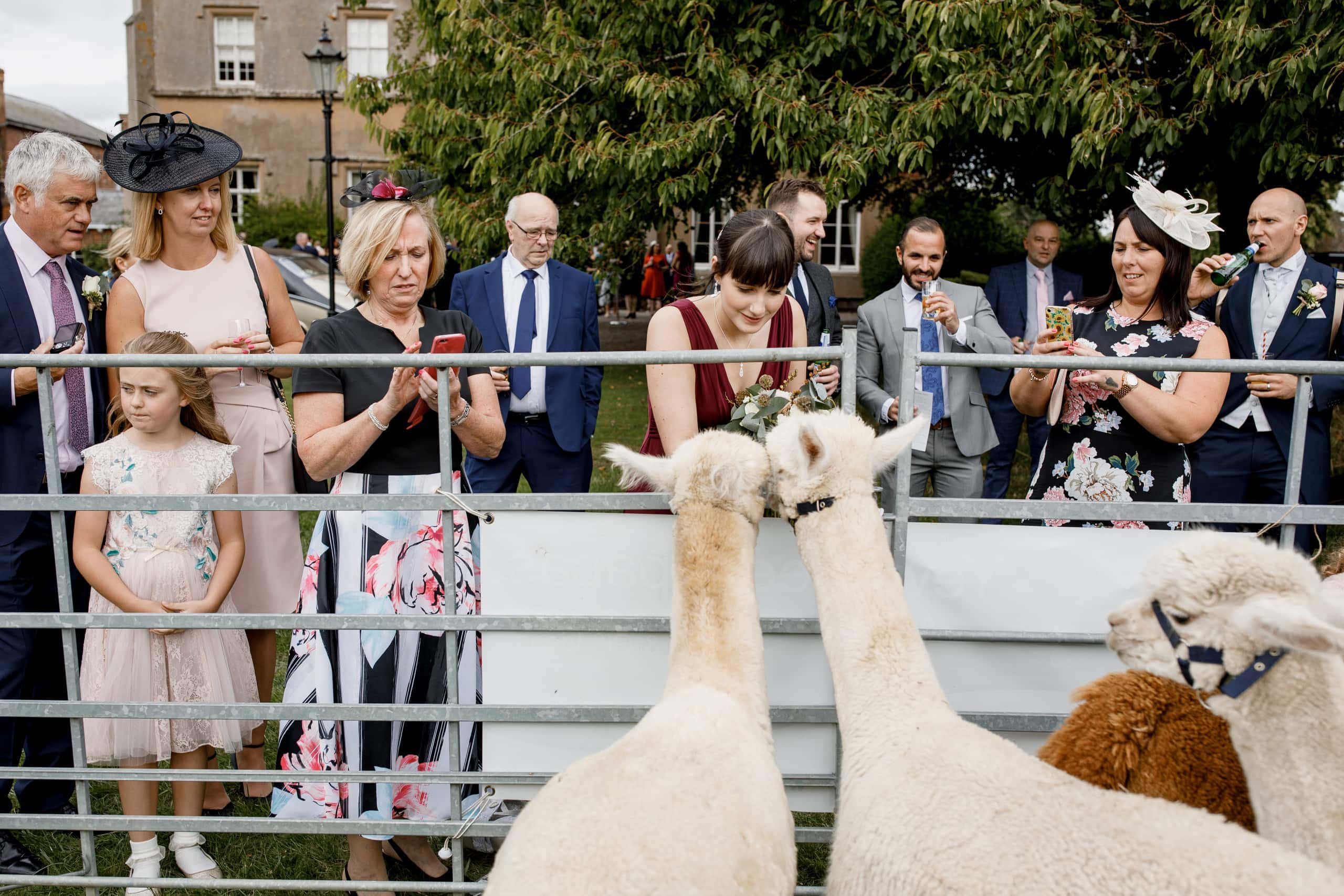 alpaca wedding reception